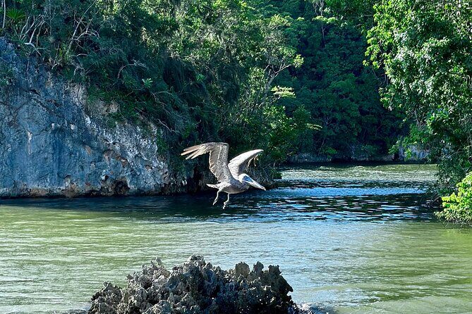 2in1: Los Haitises National Park + Yanigua Waterfall-SPA - Food and comfort: buffet lunch plus water and soda