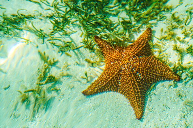 6 Hour Private Saona Island Tour with Snorkeling - Isla Saona through mangroves: sea turtle search time