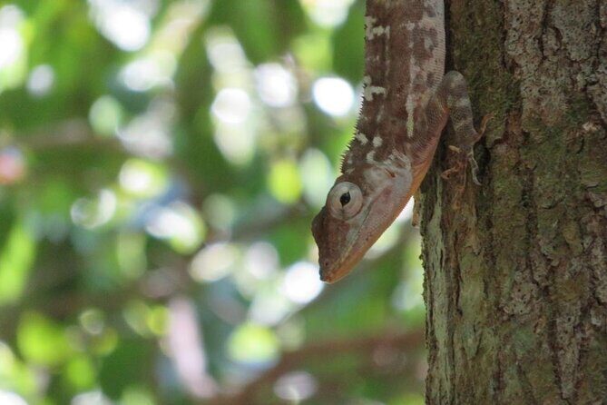 7 Hour- Private Nature Tour of the Monte Plata Rainforest - Food and water that actually helps: lunch, snacks, and bottled water included