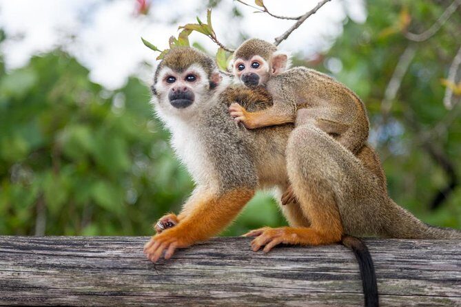Adventure Bundle: Monkeyland, Ziplines & Buggies Punta Cana - Monkeyland: The Guided Squirrel Monkey Part (Up Close Means Messy)