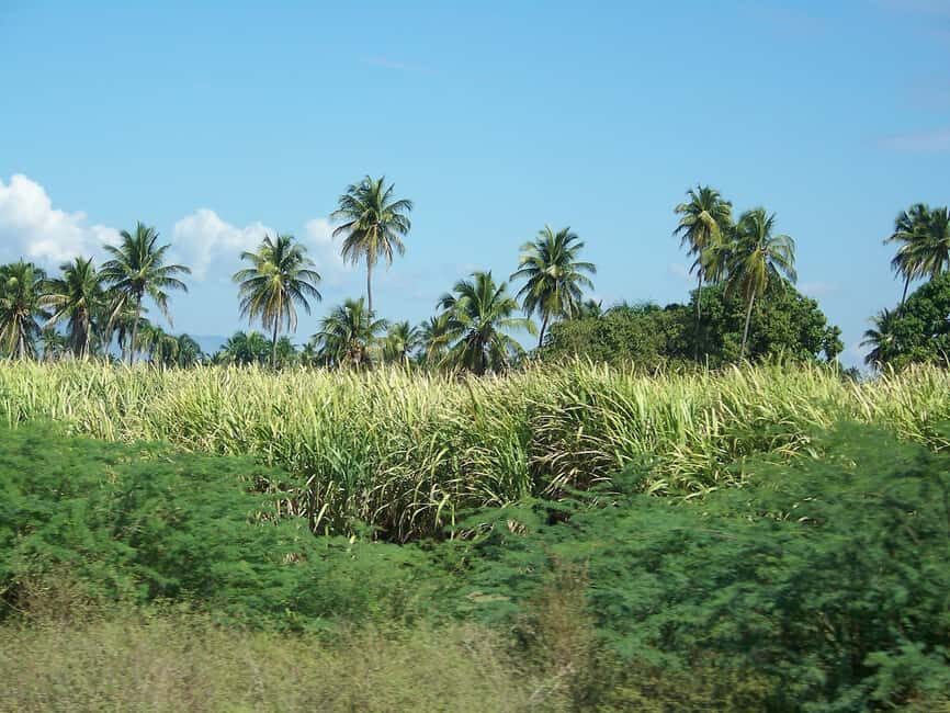 Cabarete: 2-Person Dominican Countryside Buggy Tour - Sugar cane fields first: the part that sets the tone