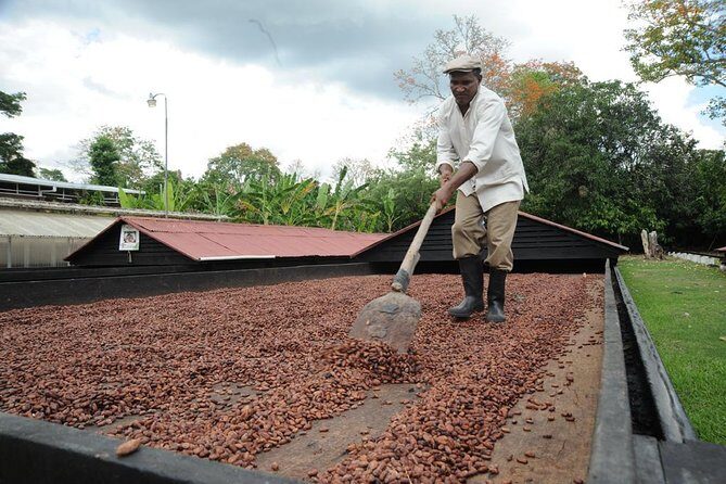 Cacao Plantation and Chocolate Factory Tour- Chocolate Lovers - Quick hits before you go