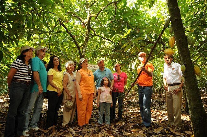Cacao Plantation and Chocolate Factory Tour- Chocolate Lovers - Price and value: what $84 buys (and what you should check)