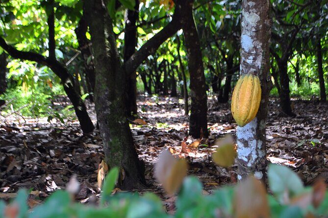 Cacao Plantation and Chocolate Factory Tour- Chocolate Lovers - El Sendero del Cacao: from planting to fermentation and drying