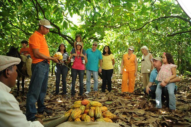 Cacao Plantation and Chocolate Factory Tour- Classic - Key highlights you’ll actually care about