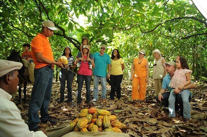 Cacao Plantation and Chocolate Factory Tour- Classic - Lunch buffet and hot chocolate: the smart payoff at the end