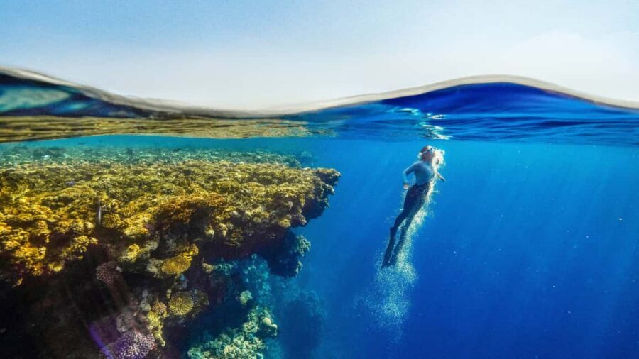 Catalina Island, even more pristine than Saona - Reef Snorkeling That’s Worth It—Even if the Coral Isn’t Perfect
