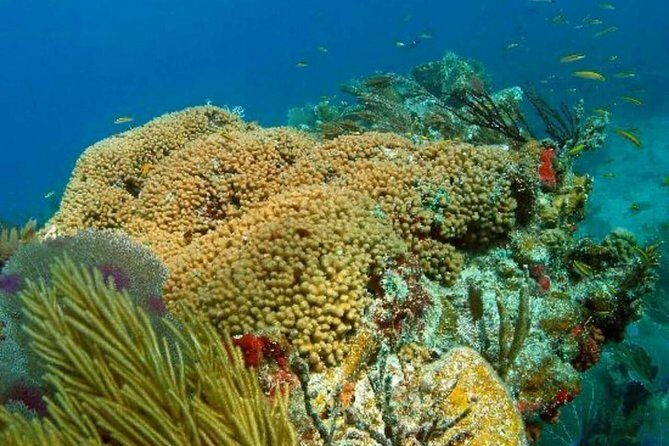 Catalina Island Scuba Diving and Snorkeling Tour from Punta Cana - Second stop: The Aquarium and tropical fish spotting