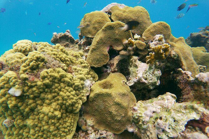 Catamaran Party Cruise with Snorkeling & BBQ - Party vibe without chaos: small group, music, and friendly crew