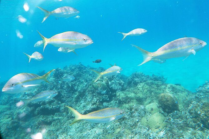 Catamaran Party Cruise with Snorkeling & BBQ - Who this catamaran party cruise fits best (and who should be cautious)