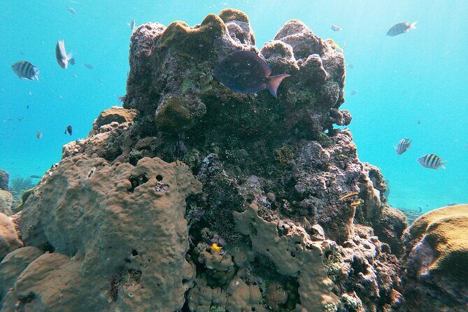 Catamaran Party Cruise with Snorkeling & BBQ - What to pack for a smooth Sosua catamaran day