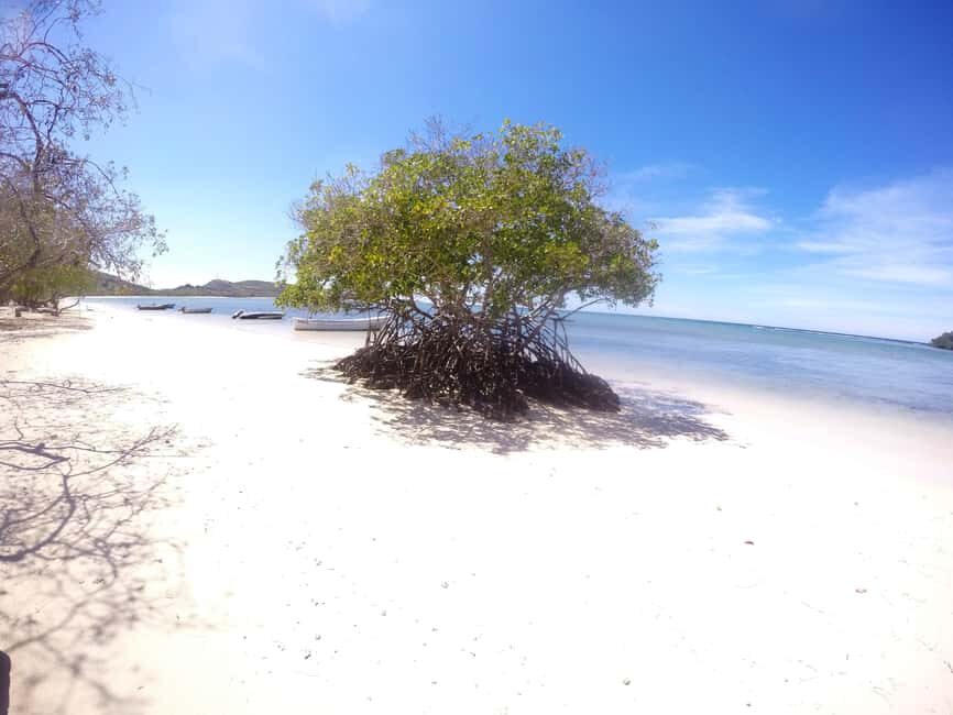 Cayo Arena: Paradise Island and Mangroves Tour - Key Points You’ll Care About