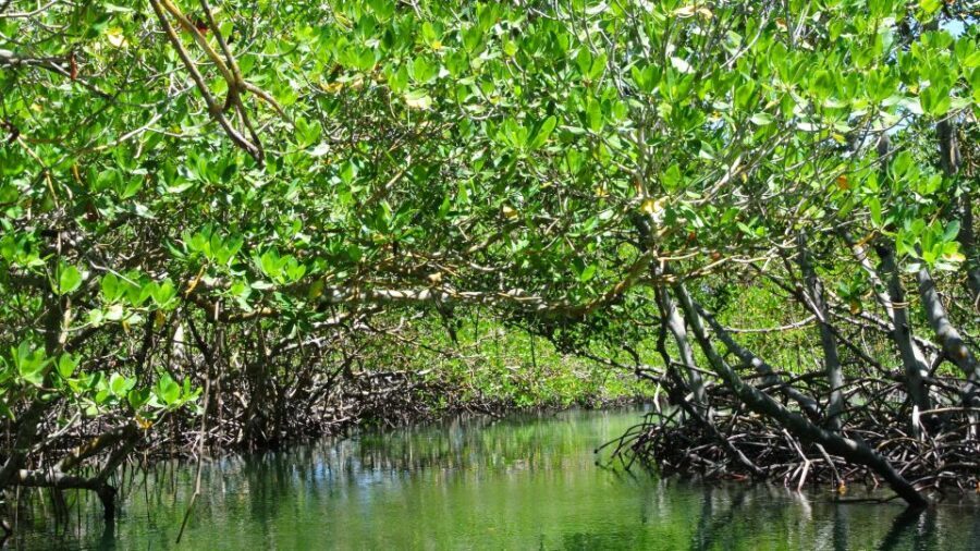 Cayo Arena: Paradise Island and Mangroves Tour - Timing, Weather, and Group Size: How to Avoid Frustration