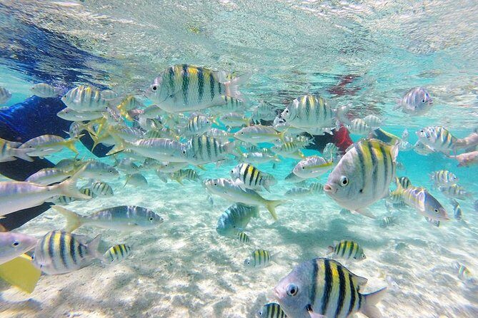 Cayo Arena, Paradise Island Tour - Key highlights you should clock early