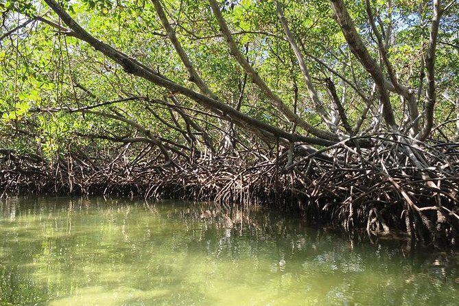 Cayo Arena, Paradise Island Tour - Guided snorkeling: how to get the most from your water time