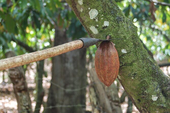 Cocoa & Artisan Chocolate Route with an Historical Tour in Puerto Plata City - Back in Puerto Plata City: Amber, Pink Street, and the Holy Cathedral