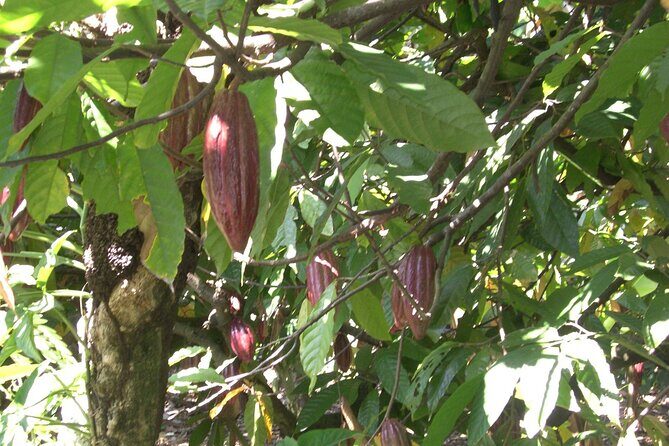 Cocoa & Artisan Chocolate Route with an Historical Tour in Puerto Plata City - Timing and Transfers: A 6-Hour Day That Moves