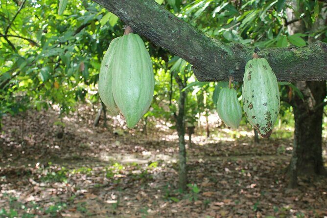 Cocoa & Artisan Chocolate Route with an Historical Tour in Puerto Plata City - Price Value: Is $98 Worth It?