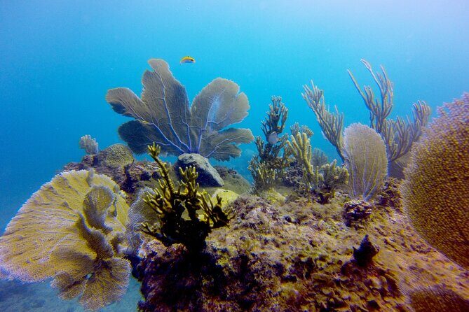 Discover Scuba Diving - DSD - DSD in Punta Cana: what you’re really paying for at $99