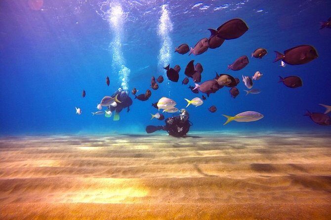 Discover Scuba Diving - What happens before you touch the water: video, theory, and hands-on basics