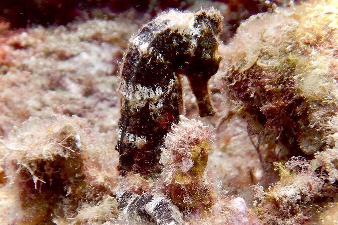 Diving for Certified Divers, 2 Tanks Sosúa Bay - Two-Tank Scuba in Sosúa Bay: the vibe and the value