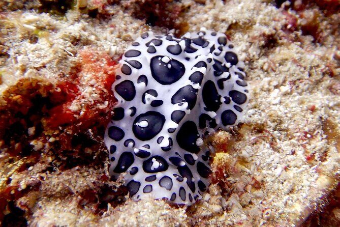 Diving for Certified Divers, 2 Tanks Sosúa Bay - Equipment, photos, and the small touches that prevent headaches