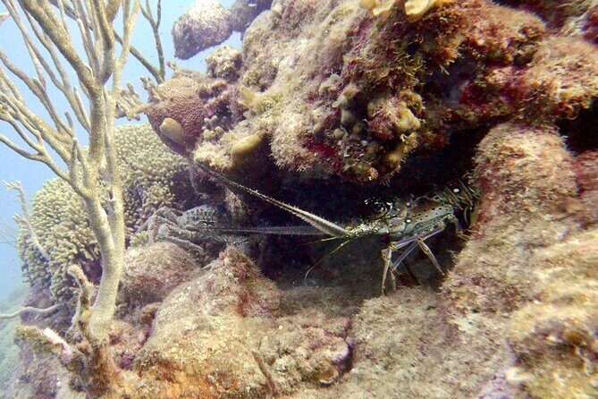 Diving for Certified Divers, 2 Tanks Sosúa Bay - Price breakdown: why $125 feels fair here