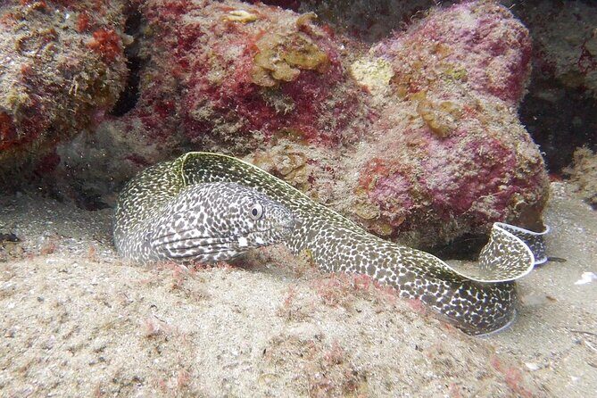 Diving for Certified Divers, 2 Tanks Sosúa Bay - Who this trip fits best (and who should skip it)