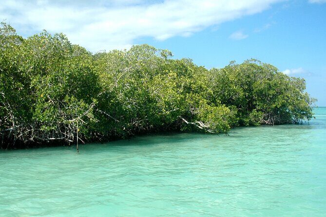 Exclusive Adventure in Saona: Small Group - Snorkeling at Catuano Piers: Coral and Tropical Fish Time