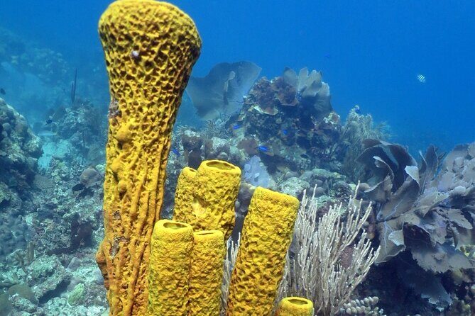 Fantastic Catalina island, beach and depth - Who this tour suits best (and who might want to skip it)