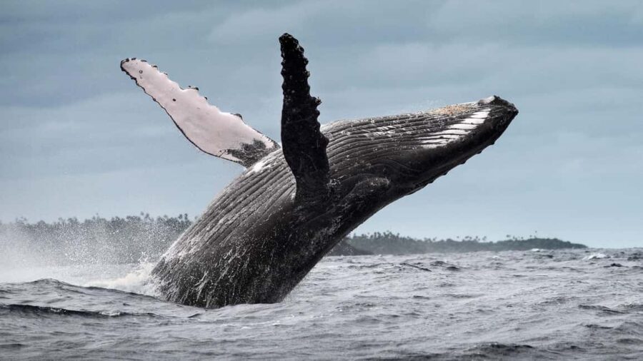 From Santo Domingo: Whale Watching & Cayo Levantado - Key things I’d notice before you book