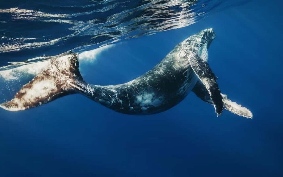 From Santo Domingo: Whale Watching & Cayo Levantado - Why This Santo Domingo Whale Cruise Starts Around 5:30 am