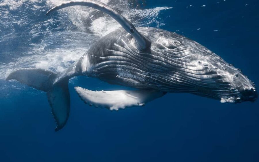 From Santo Domingo: Whale Watching & Cayo Levantado - Should You Book Whale Watching & Cayo Levantado From Santo Domingo?