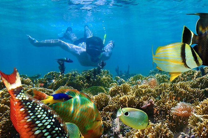 Full-Day Adventure: 4x4 Experience, Snorkeling Cruise, Sharks & Rays - Swim with nurse sharks and stingrays: close-up, guided, and in a managed space