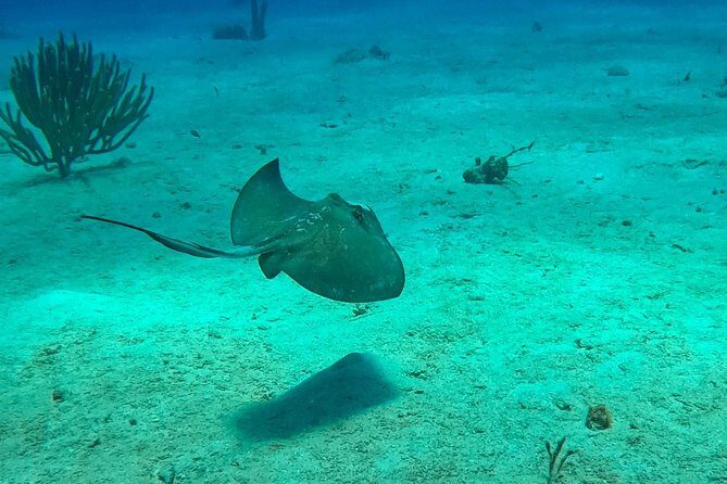 Full-Day Catalina Island Scuba Diving Tour from La Romana - Lunch on Catalina: BBQ, Beach Shade, and Optional Lobster