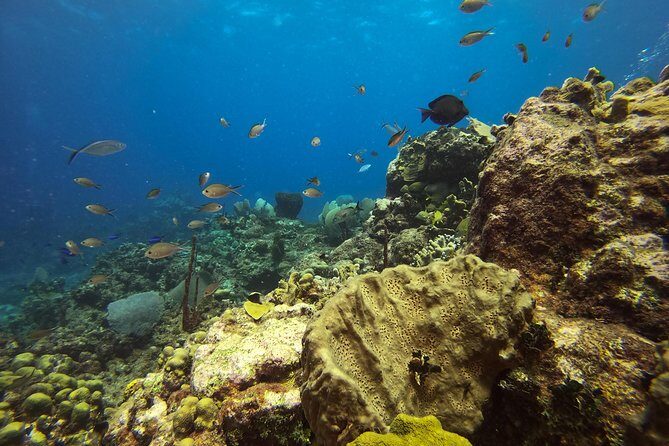 Full-Day Catalina Island Scuba Diving Tour from La Romana - Private Beach Afternoon: Swim, Sunbathe, and Snorkel Time