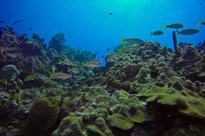Full-Day Catalina Island Scuba Diving Tour from La Romana - Catamaran Return: Music, Drinks, and That End-of-Day Buzz