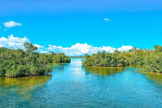 La Romana: Saona Crusoe VIP - Kreuzfahrtgäste - Mangroves and the nature nursery stop that changes your odds