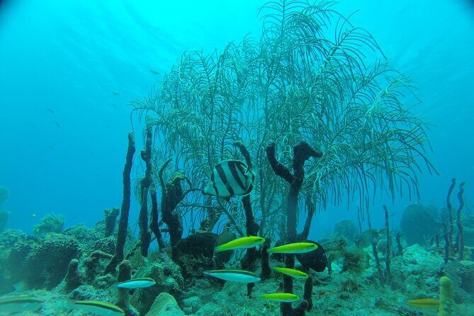 Learn to Scuba Dive in Punta Cana - Small-Group Planning Tips So You’re Not Rushed