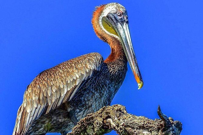 Los Haitises & Cayo Levantado (Lunch included, from Samana in Catamaran or Boat) - Why this Samaná boat day works better than bus tours