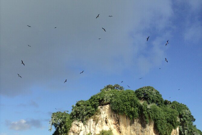 Los Haitises National Park and Cayo Levantado Island Day Trip from Samana - The pictographs and caves: how to get the most from this part