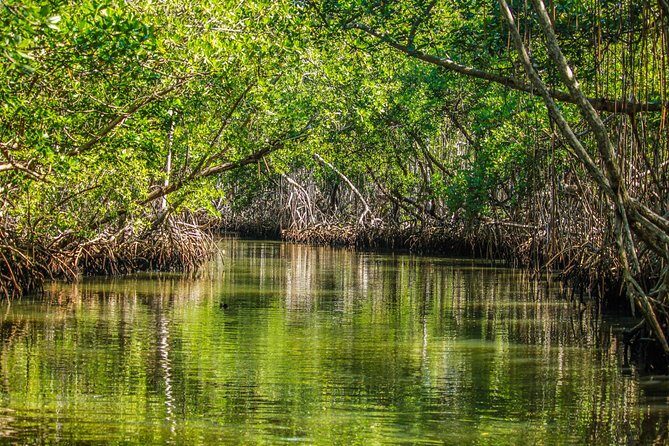 Los Haitises National Park Tour from Las Terrenas or Samana (Half Day Trip) - Los Haitises National Park: what makes it worth your time