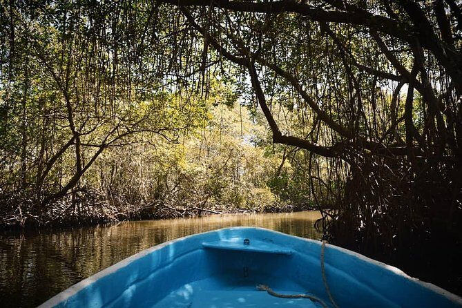 Los Haitises National Park Tour from Las Terrenas or Samana (Half Day Trip) - Exploring mangroves, islands, and fishing communities with a real guide