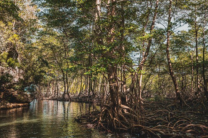 Los Haitises National Park Tour from Las Terrenas or Samana (Half Day Trip) - Cave time with indigenous arts: what to expect underground