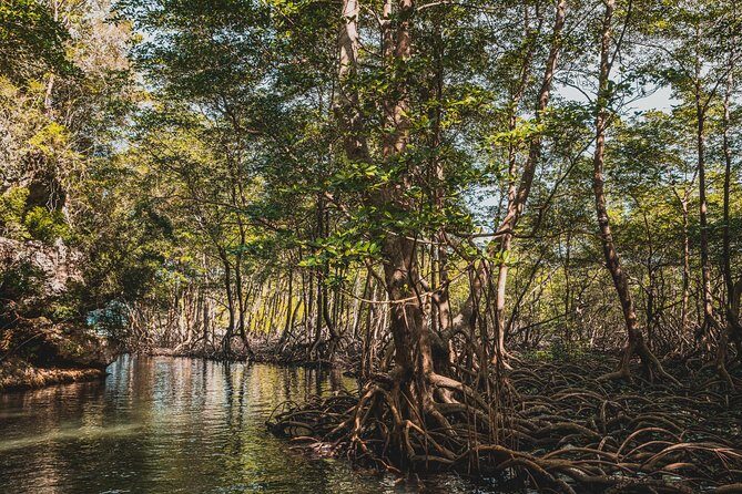 Los Haitises National Park Tour from Las Terrenas or Samana (Half Day Trip) - Lunch included: good value, plus a vegan option