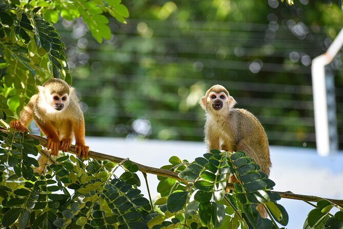Monkey Encounter and Zip Line Tour from Amber Cove and Taino Bay - Key things you’ll notice before you go