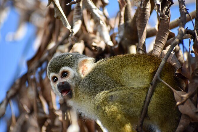 Monkey Encounter and Zip Line Tour from Amber Cove and Taino Bay - Birds in the tropical garden: a calmer bonus that’s easy to miss