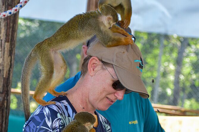 Monkey Mania Puerto Plata - What Monkey Mania Puerto Plata feels like on the ground