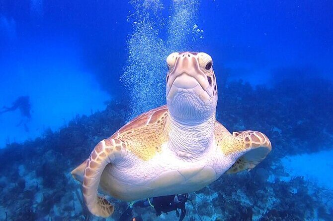PADI Open Water Diver Course in Bayahibe - Gear setup and pool basics: the skills that make you safer later