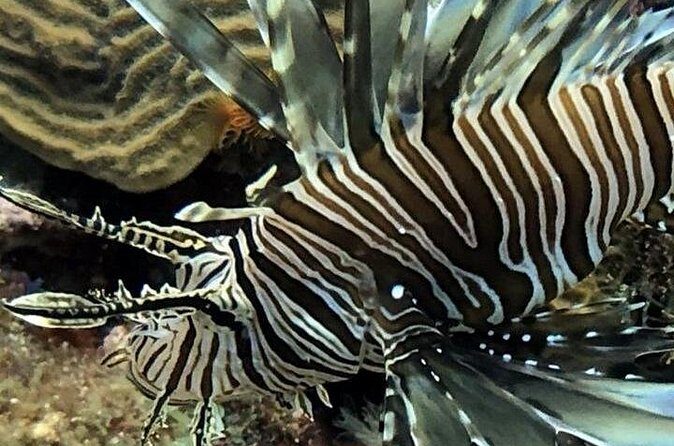 PADI Open Water Diver Course in Bayahibe - Instructors and group size at Coral Point Diving